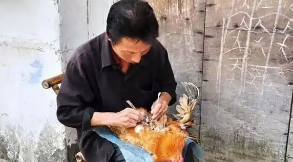 安徽阉鸡
